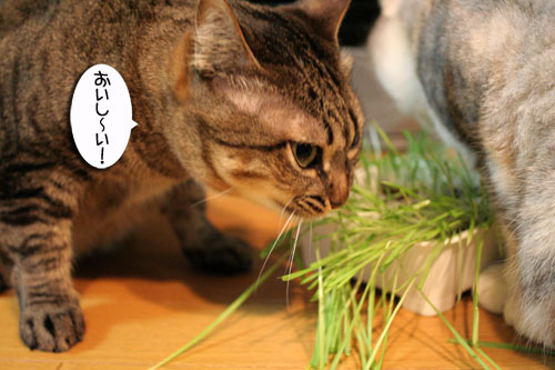 猫草で大惨事(汗_d0355333_16433920.jpg