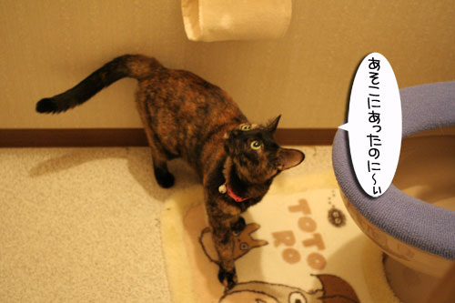 猫草で大惨事(汗_d0355333_16433927.jpg