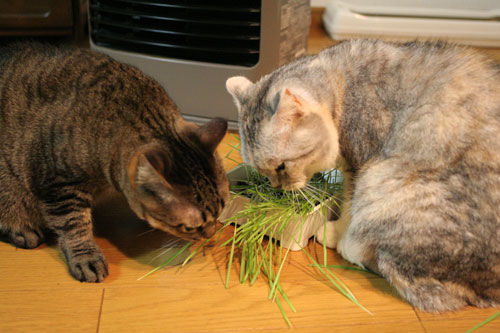 猫草で大惨事(汗_d0355333_16433945.jpg