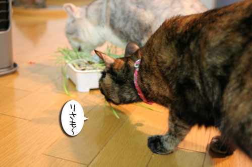 猫草で大惨事(汗_d0355333_16434018.jpg