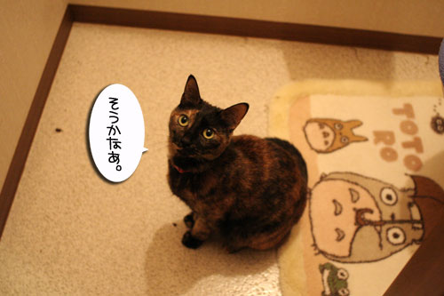 猫草で大惨事(汗_d0355333_16434098.jpg