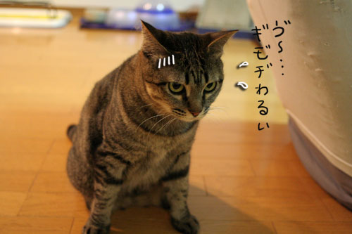 猫草で大惨事(汗_d0355333_16434130.jpg