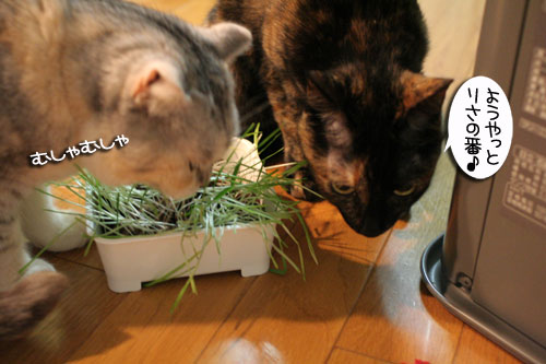 猫草で大惨事(汗_d0355333_16434163.jpg