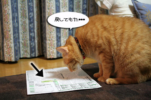 猫草で大惨事(汗_d0355333_16434210.jpg