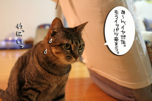 猫草で大惨事(汗_d0355333_16434289.jpg