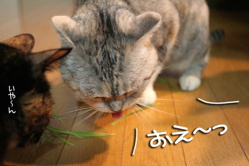 猫草で大惨事(汗_d0355333_16434321.jpg