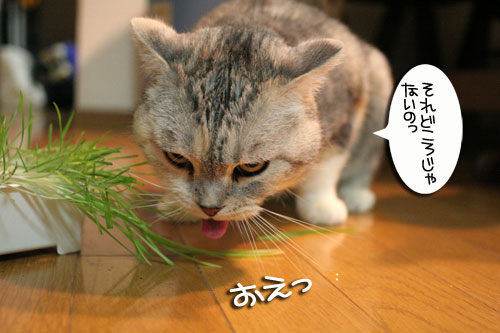 猫草で大惨事(汗_d0355333_16434387.jpg