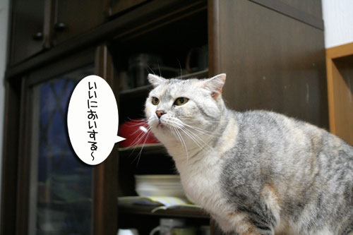 猛ダッシュと熱い視線_d0355333_16434643.jpg