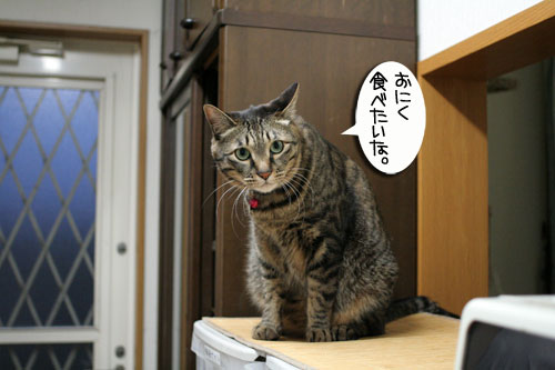 猛ダッシュと熱い視線_d0355333_16434748.jpg