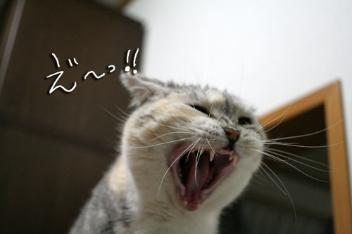 猛ダッシュと熱い視線_d0355333_16434843.jpg