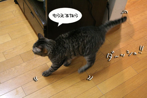 猛ダッシュと熱い視線_d0355333_16434918.jpg
