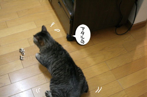 猛ダッシュと熱い視線_d0355333_16434994.jpg