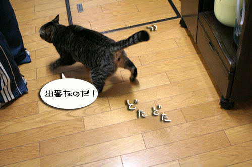 猛ダッシュと熱い視線_d0355333_16435006.jpg