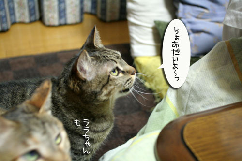 猛ダッシュと熱い視線_d0355333_16435194.jpg