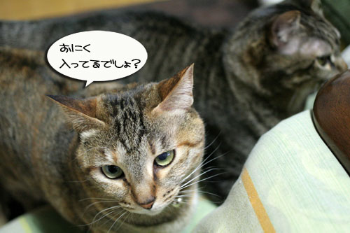 猛ダッシュと熱い視線_d0355333_16435252.jpg