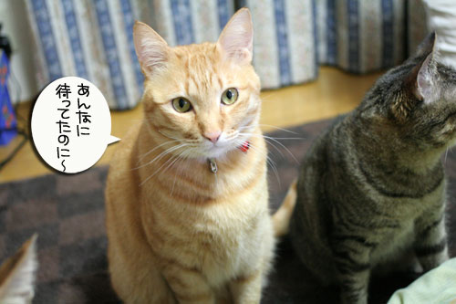 猛ダッシュと熱い視線_d0355333_16435294.jpg