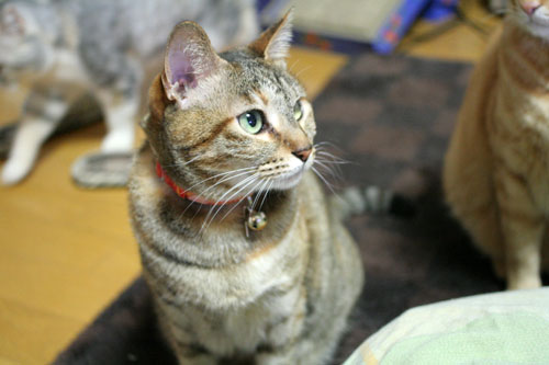 猛ダッシュと熱い視線_d0355333_16435352.jpg