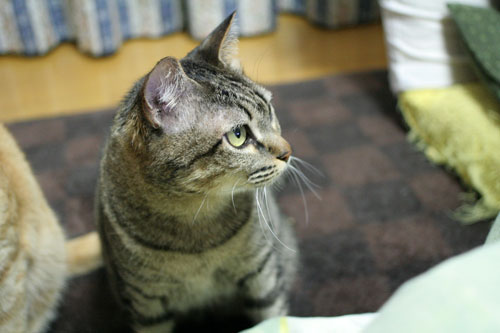 猛ダッシュと熱い視線_d0355333_16435383.jpg
