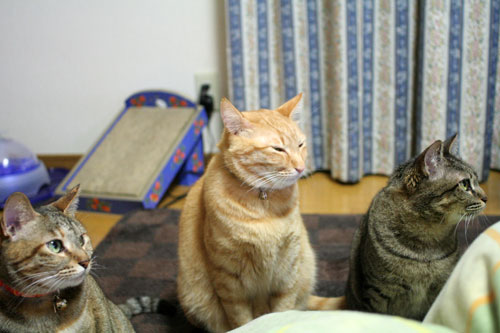 猛ダッシュと熱い視線_d0355333_16435485.jpg