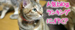 白猫スキーなアナタへ♪_d0355333_16440999.jpg