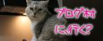 白猫スキーなアナタへ♪_d0355333_16441075.jpg