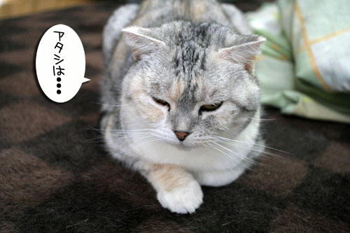 白猫スキーなアナタへ♪_d0355333_16441384.jpg