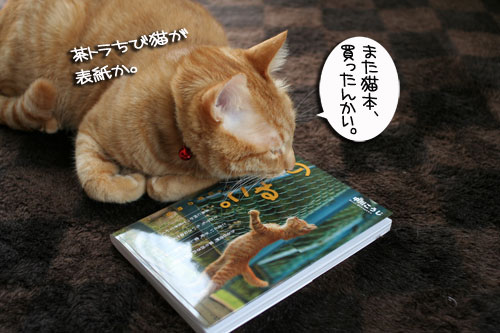 「のらねこ。」発売★朝から滂沱の涙_d0355333_16441469.jpg