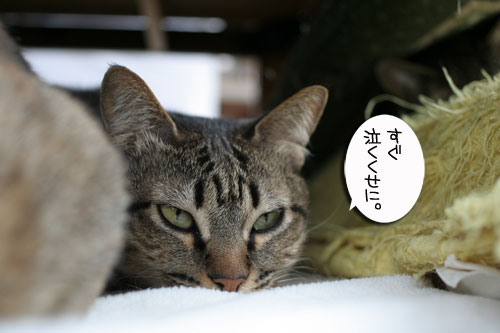 「のらねこ。」発売★朝から滂沱の涙_d0355333_16441500.jpg