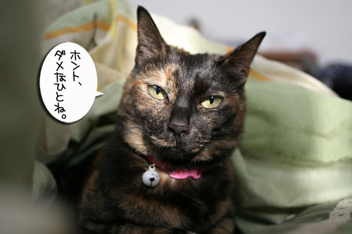 「のらねこ。」発売★朝から滂沱の涙_d0355333_16441514.jpg
