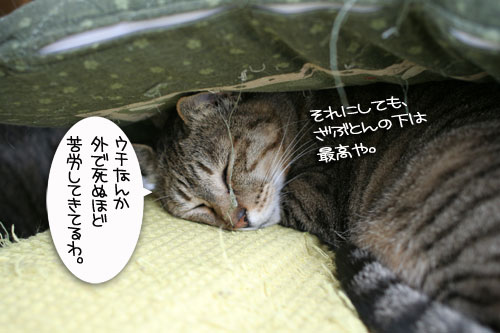 「のらねこ。」発売★朝から滂沱の涙_d0355333_16441696.jpg