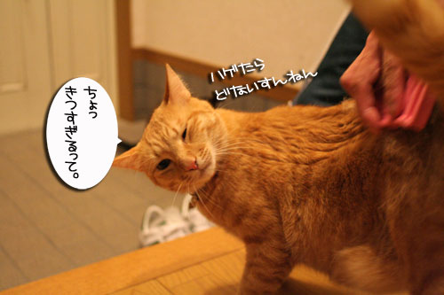抜け毛の季節★掃除機爆発!_d0355333_16442359.jpg