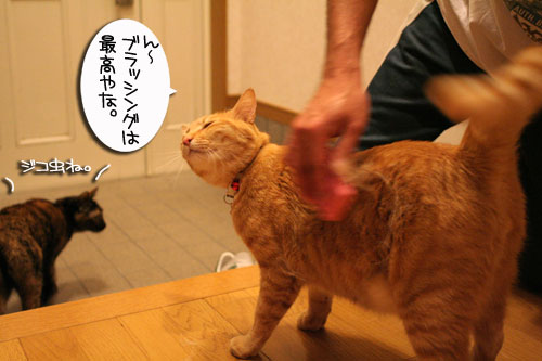 抜け毛の季節★掃除機爆発!_d0355333_16442366.jpg
