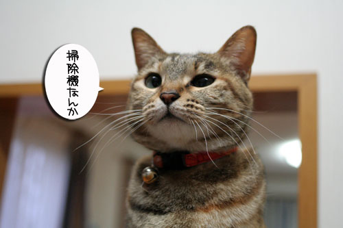 抜け毛の季節★掃除機爆発!_d0355333_16442829.jpg