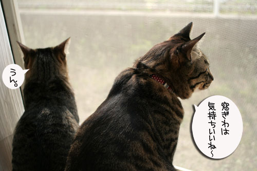 窓ぎわ族と関西猫の矜持_d0355333_16443399.jpg