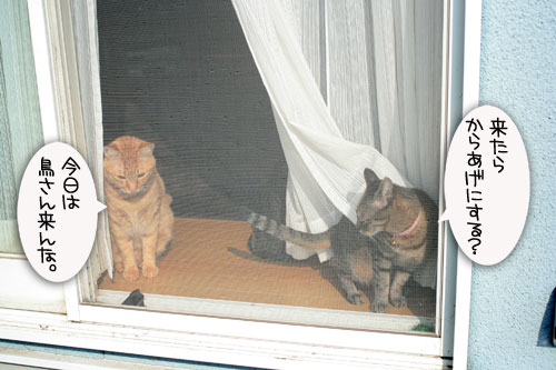 窓ぎわ族と関西猫の矜持_d0355333_16443579.jpg