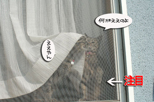 窓ぎわ族と関西猫の矜持_d0355333_16443637.jpg