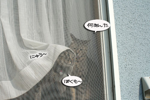 窓ぎわ族と関西猫の矜持_d0355333_16443681.jpg