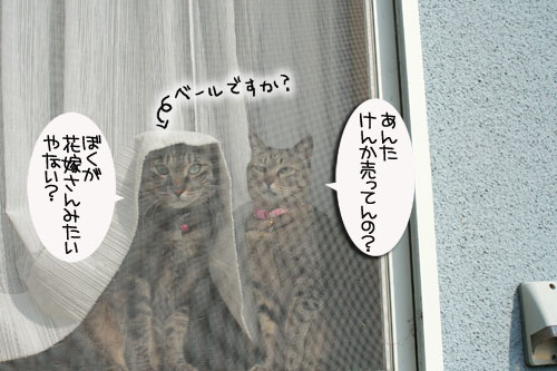 窓ぎわ族と関西猫の矜持_d0355333_16443704.jpg
