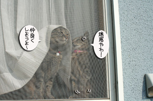 窓ぎわ族と関西猫の矜持_d0355333_16443762.jpg