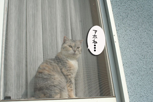 窓ぎわ族と関西猫の矜持_d0355333_16443803.jpg