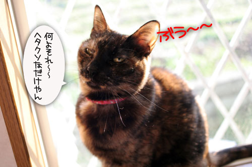 朝の光と指定席_d0355333_16443965.jpg