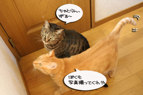 朝の光と指定席_d0355333_16444069.jpg