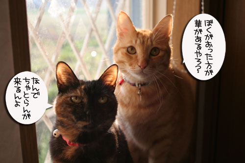 朝の光と指定席_d0355333_16444153.jpg