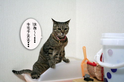 女子としてどうなの?_d0355333_16444368.jpg