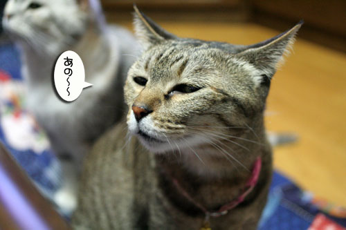変顔道が止まらない!_d0355333_16450082.jpg