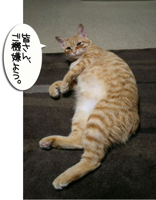 でぶちん街道へGO=33_d0355333_16452858.jpg
