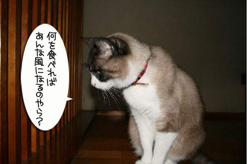 でぶちん街道へGO=33_d0355333_16453005.jpg