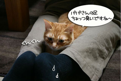 でぶちん街道へGO=33_d0355333_16453143.jpg
