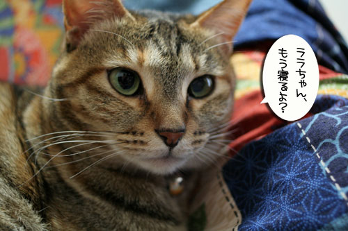 でぶちん街道へGO=33_d0355333_16453463.jpg