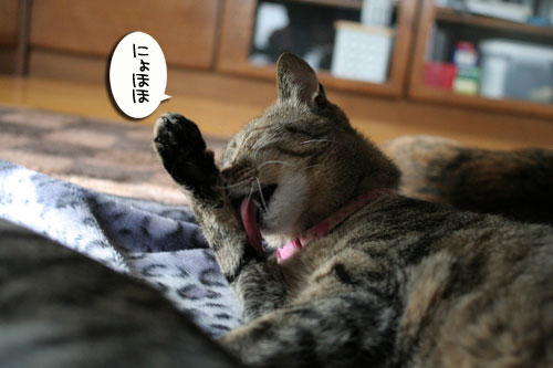 もらって嬉しい・・・_d0355333_16454139.jpg